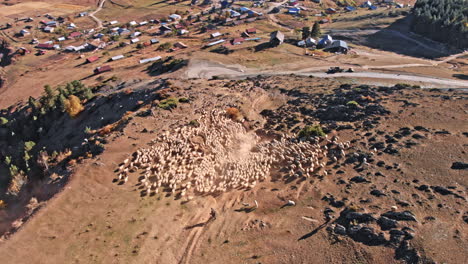 large herd of wild sheep rams are walking along high mountain sunny slope