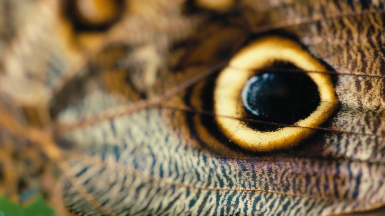 Macrofotografia di un'ala di farfalla civetta. Slow motion