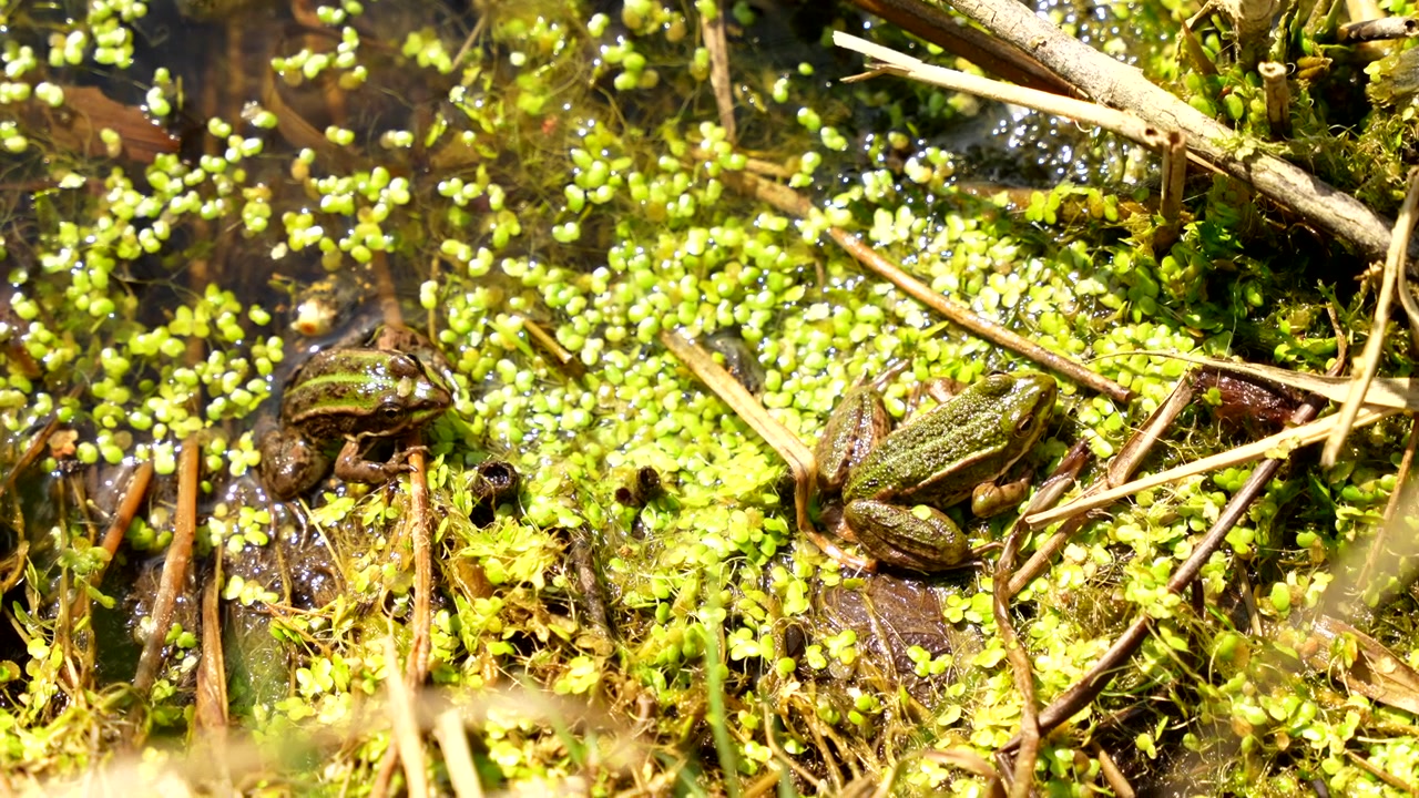 Coppia di rane verdi di Perez sedute vicine in un ambiente paludoso e fangoso