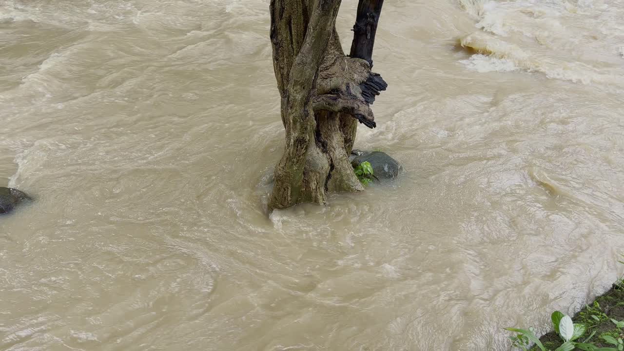 árbol en un río inundado