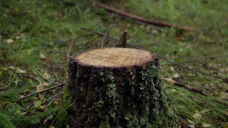 tronco de árbol recién cortado, filmado con sony fx3