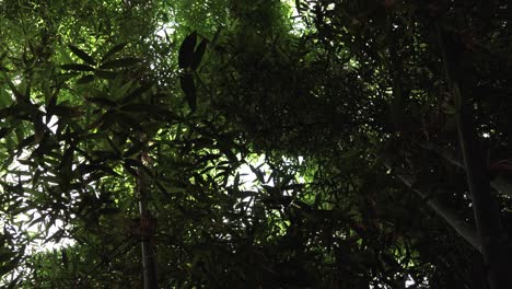 a steady view of a moroccan tropical garden – a sunny, serene rainforest-like vegetation, green plants and their leaves moving on the summer wind
