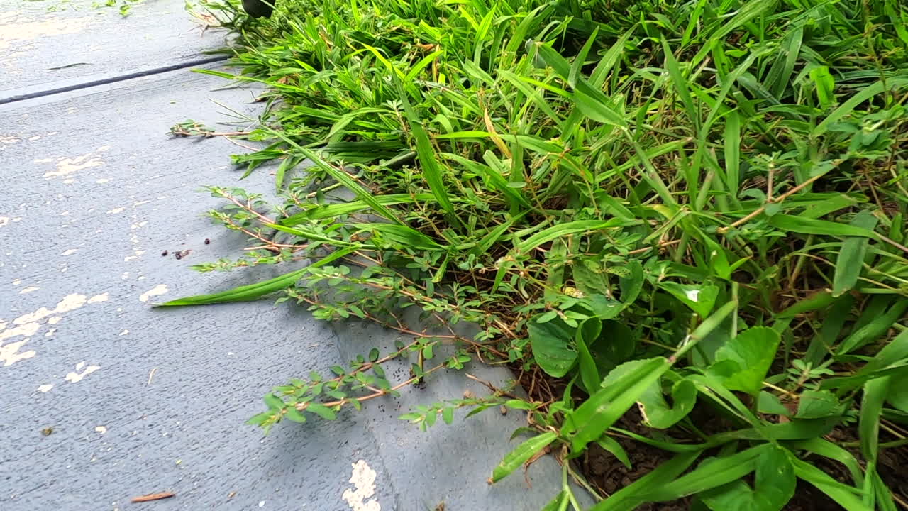 콘크리트 가장자리를 청소하는 잔디 트리머의 슬로우 모션 영상