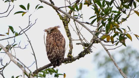 Dreht-Seinen-Kopf-über-Seinen-Linken-Flügel-Und-Schaut-Nach-Hinten,-Während-Des-Nachmittags,-Buffy-Fish-Owl,-Owlet,-Nationalpark-Ketupa-Ketupu-Khao-Yai,-Thailand