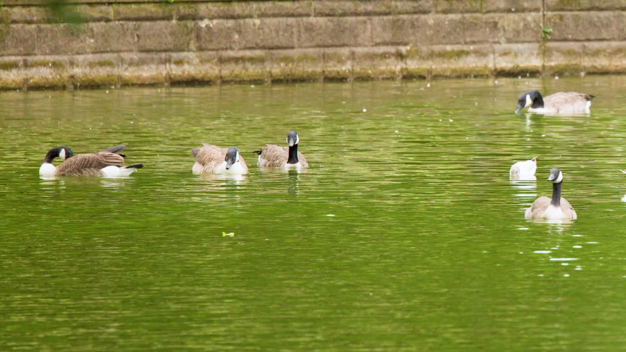 Canada geese and ducks swim calmly on a green lake under soft daylight, minimal movement