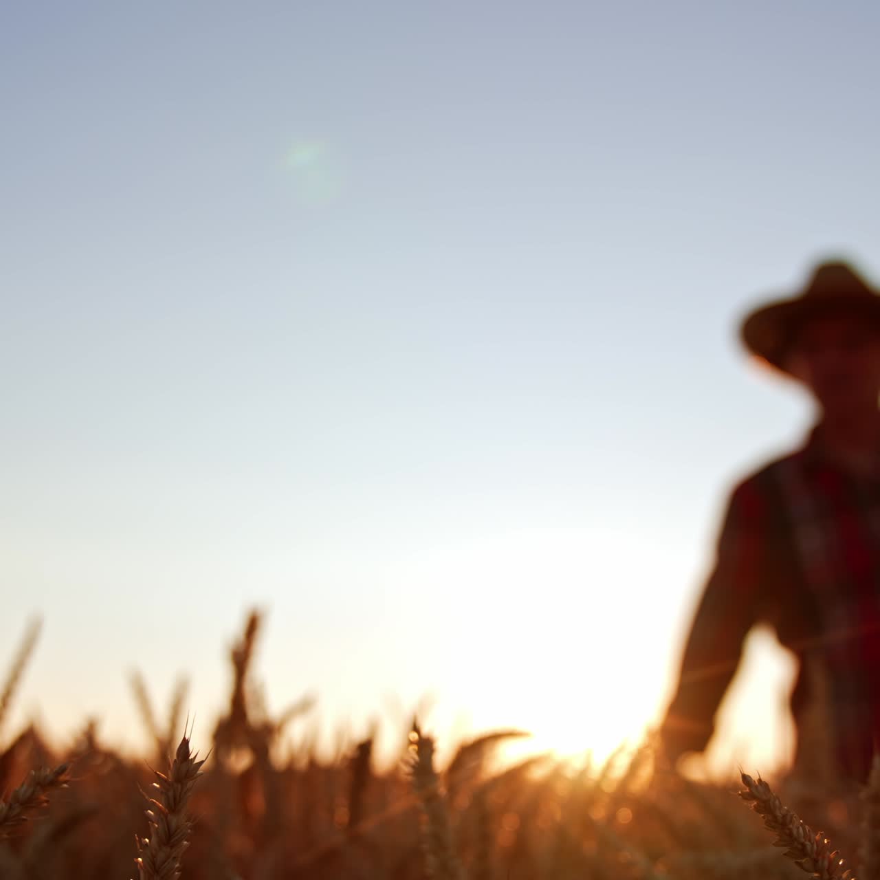 Ears of ripe wheat growing in the field in focus. Blurred male figure in a hat approaching camera. Sunset at backdrop. Low angle view