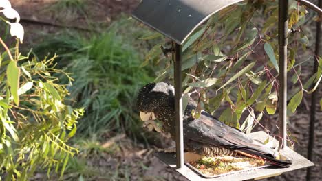 la cacatúa negra comiendo en un alimentador de pájaros