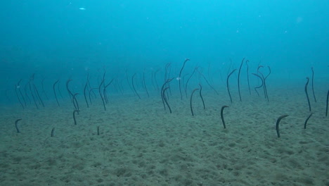 unterwasser-zeitlupenaufnahme von gartenaalen auf sandboden