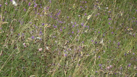 A-large-gathering-of-goldfinch-feeding-on-knapweed-seeds,-among-the-flowering-Devils-bit-scabious-on-the-disused-railway-track-at-Smardale-Nature-Reserve-Cumbria