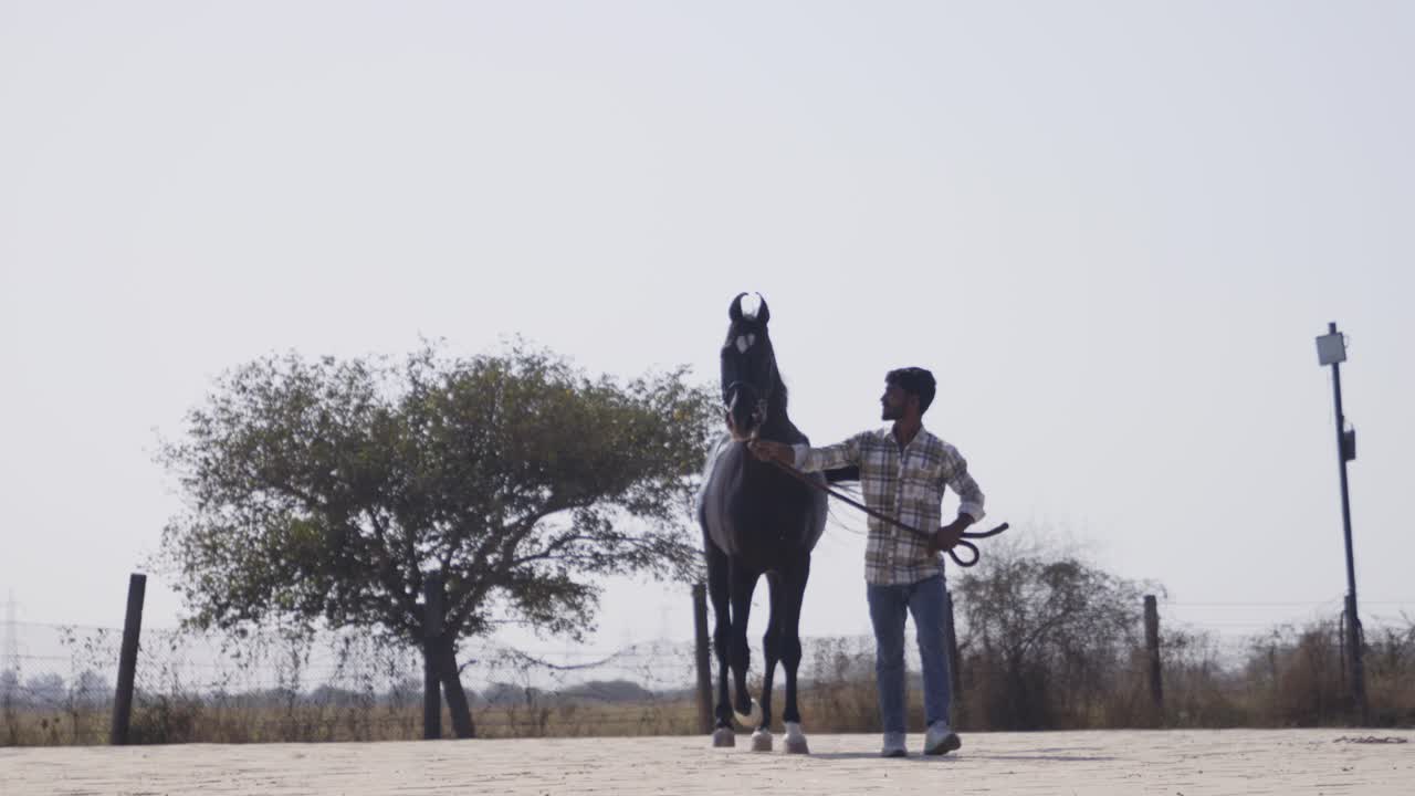 A slow motion of a South Asian man holding a black horse and walking beside a tree under bright sky