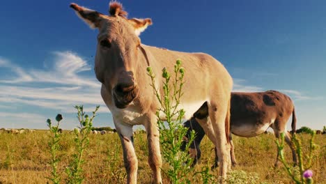 serene summer day where donkeys peacefully graze on a lush green pasture