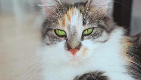 Fokussierte-Nahaufnahme-Des-Gesichts-Einer-Flauschigen,-Schönen-Hauskatze
