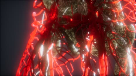 3d-rendered-medically-accurate-animation-of-heart-and-blood-vessels