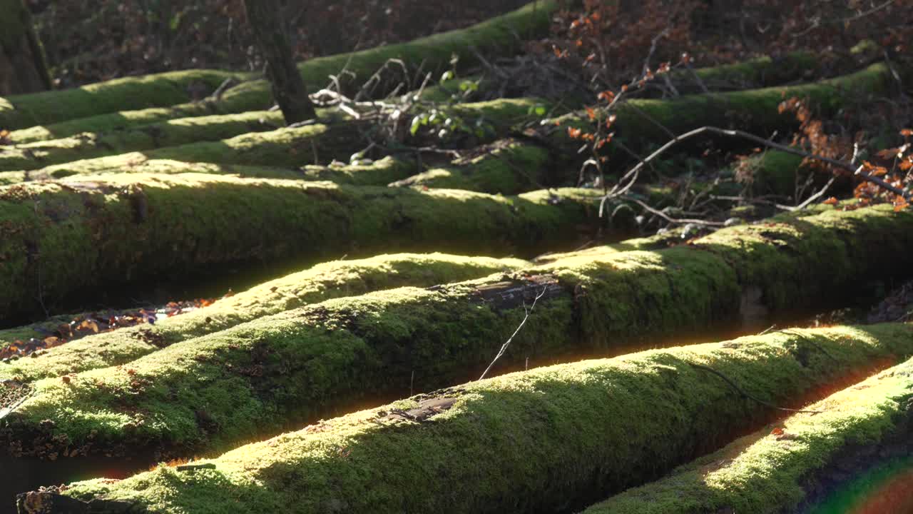 Stack of fallen logs covered in vibrant green moss forest ground moist environment