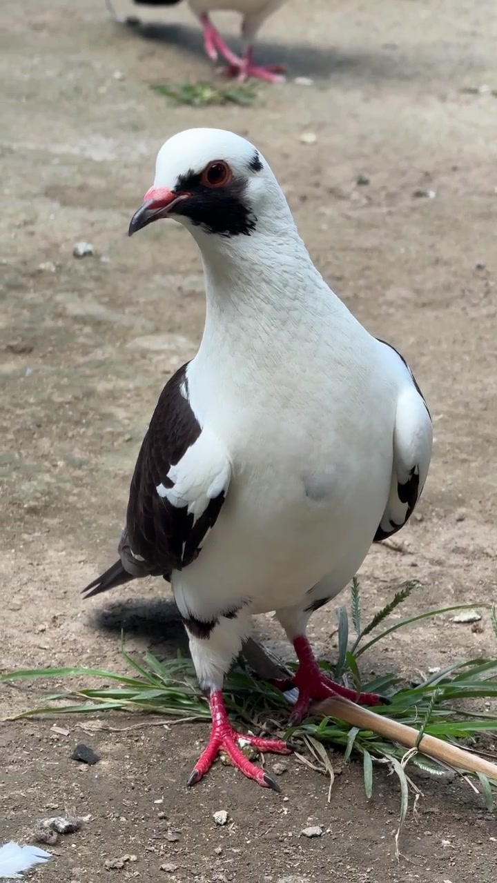 Primo piano di un piccione bianco e nero in piedi a terra