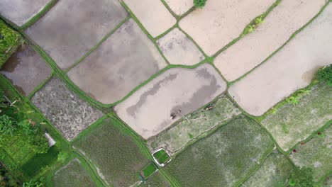 farmer working on a rice farm field in bali, indonesia