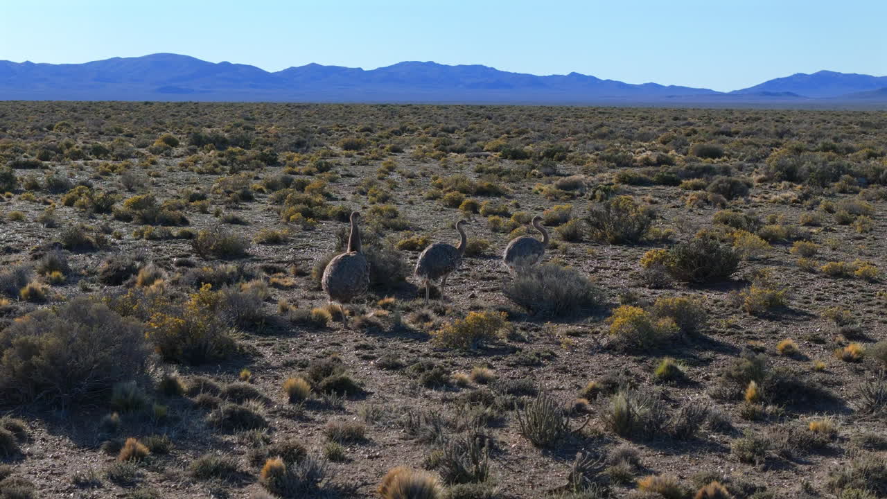 Rhea foraging in Patagonian steppe. Native wildlife of Patagonia. Argentina. Drone view.