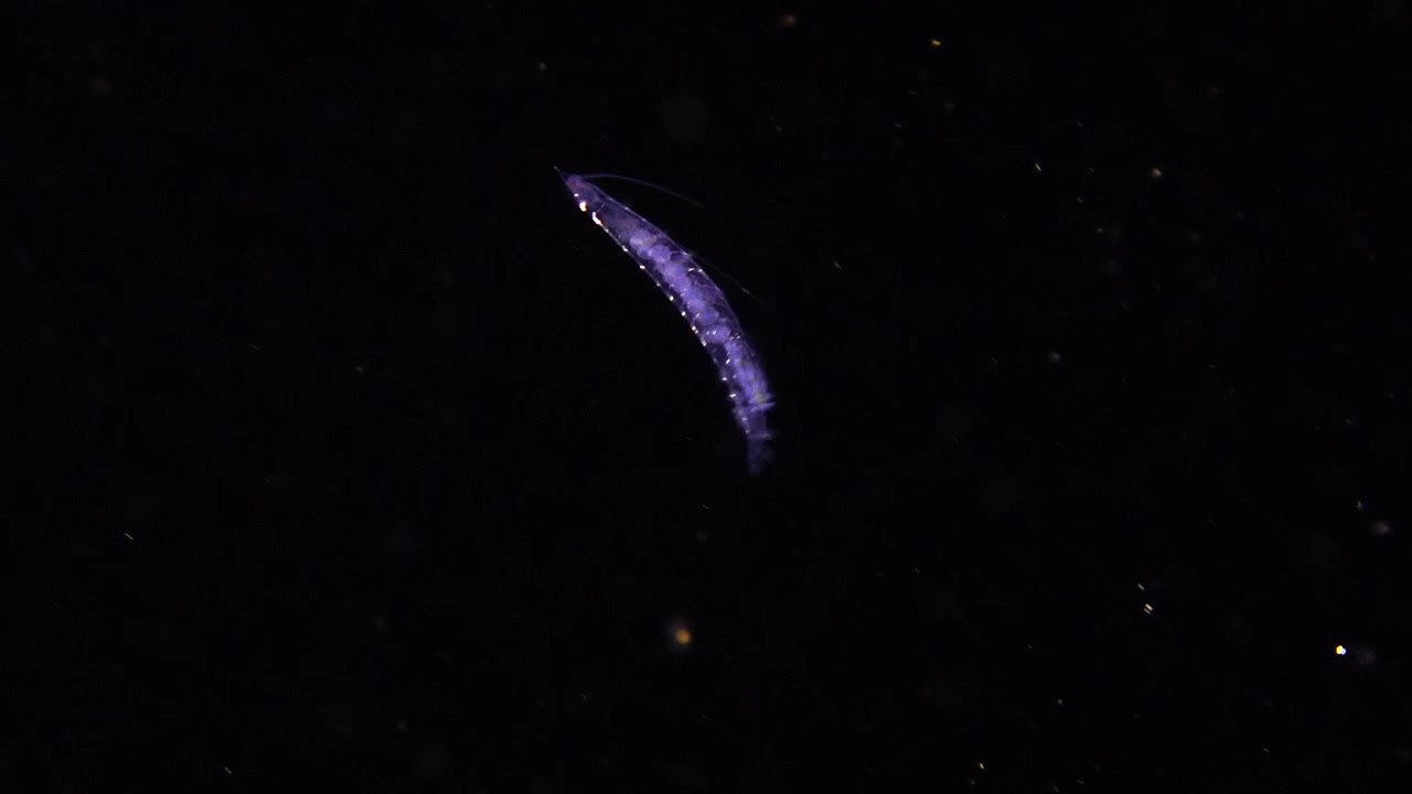 A transparent polychaete worm swimming with parapodia in the deep Atlantic ocean.