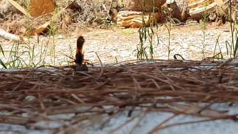 big dark wasp attacking black spider in a summer day