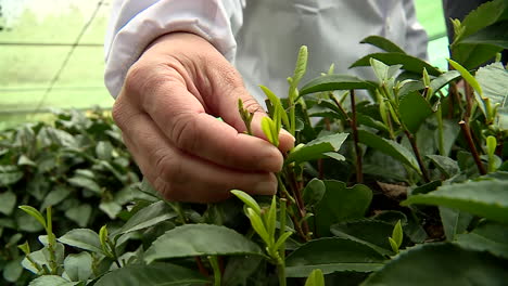 recogida de té