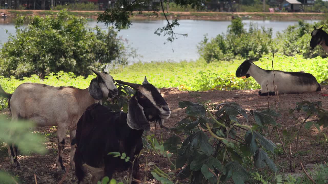 서서 밖에서 쉬고 있는 씹는 염소