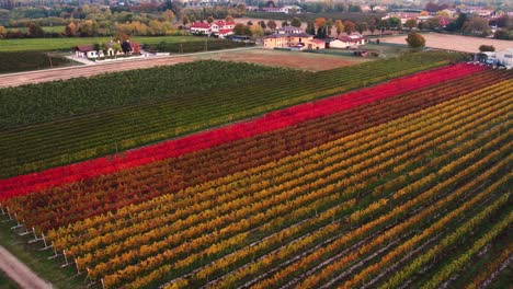 Vista-Aérea-Del-Paisaje-Sobre-Viñedos-De-Otoño-Con-Hojas-Rojas-Y-Naranjas,-En-El-Campo-Italiano,-Al-Atardecer