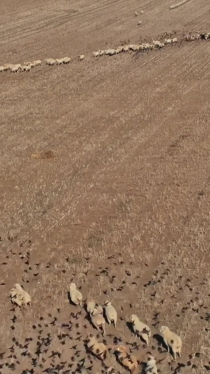 Pecore si spostano attraverso un grande campo in Georgia