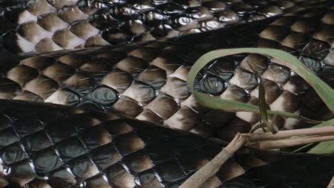escamas deslizantes de cobra de agua falsa en un entorno natural - serpiente lisa brasileña