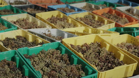 boxes of harvested grapes stand outside. grapes for wine production