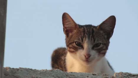 Gatito-Somnoliento-En-La-Azotea-Alertado-Por-El-Entorno-Exterior