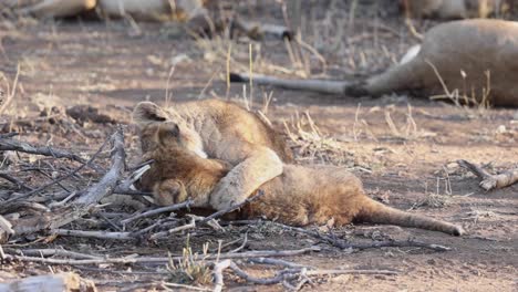 dos cachorros de león luchando en la tierra seca en la reserva de caza de mashatu, botswana