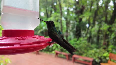 close-up slow motion shot of a drinking beautiful greenish black hummingbird in monteverde cloud forest, costa rica.