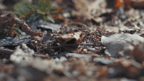 un ejército de hormigas marrones explora el suelo del bosque cubierto de hojas secas en descomposición