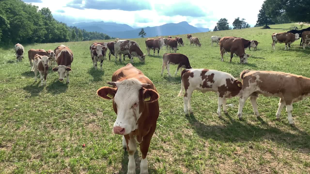Una curiosa mucca da latte sta nel suo pascolo e scuote la testa