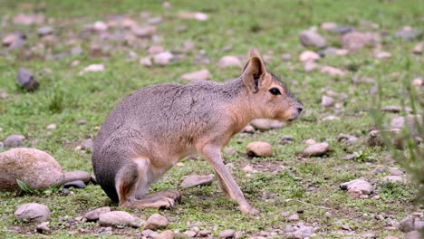 full body close up of patagonian mara cleaning itself among grass and stones