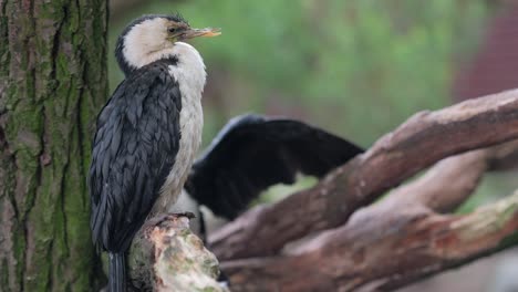 little pied cormorant bird perched on a tree branch, telephoto nature wilderness