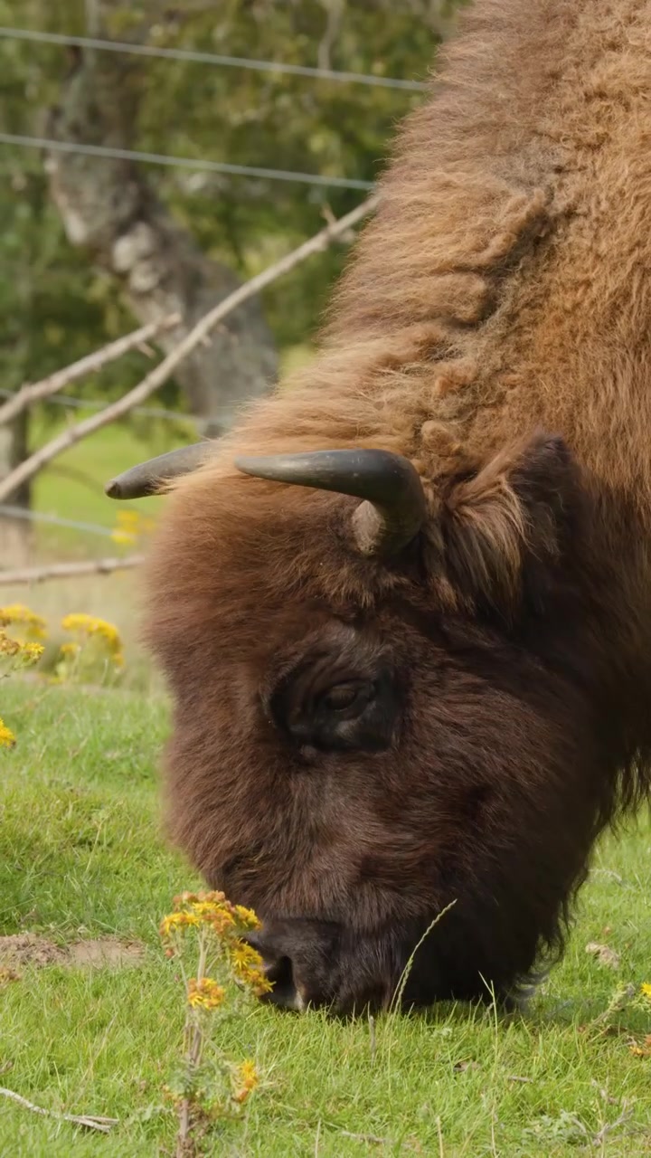 Bisonte europeo pascola sull'erba verde alla luce del giorno, primo piano, ambiente naturale esterno, telecamera stabile.