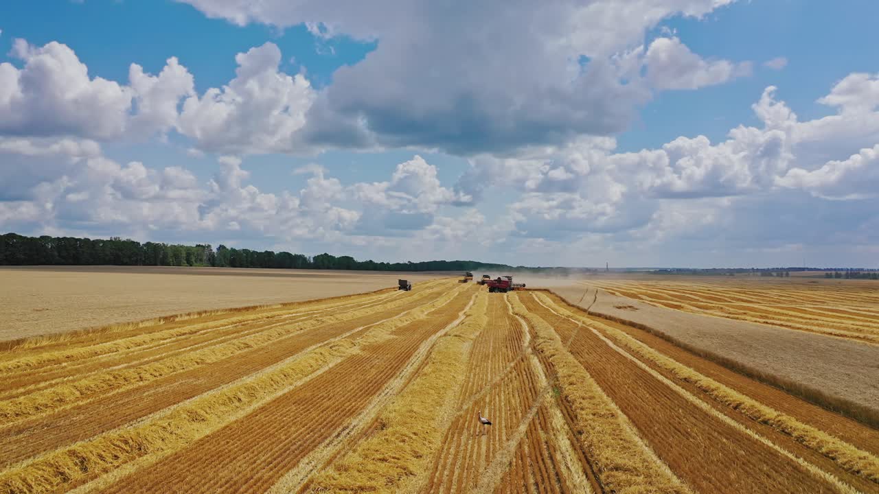 Beautiful scene of yellow field during seasonal works. Agricultural machinery harvesting ripe crop in rural place in a summer daytime. Camera moves forward.