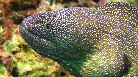 Close-up-side-view-of-Yellowmouth-moray,-This-moray-eel---unlike-other-species---produces-a-skin-toxin