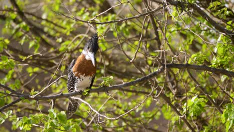 a giant kingfisher looking around for prey fish from a branch among the bushes in south africa