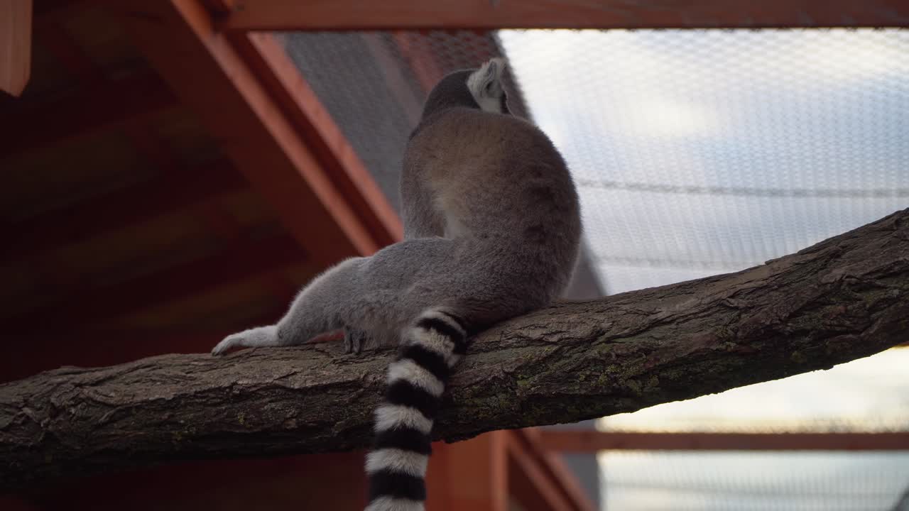 Un lemure dalla coda ad anelli si riposa sul ramo di un albero all'interno del recinto di uno zoo, mettendo in risalto la sua coda a strisce e il suo comportamento naturale in una mostra incentrata sulla conservazione.