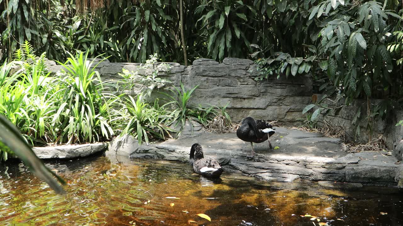 Black Swan Preening by the Pond in Lush Natural Habitat