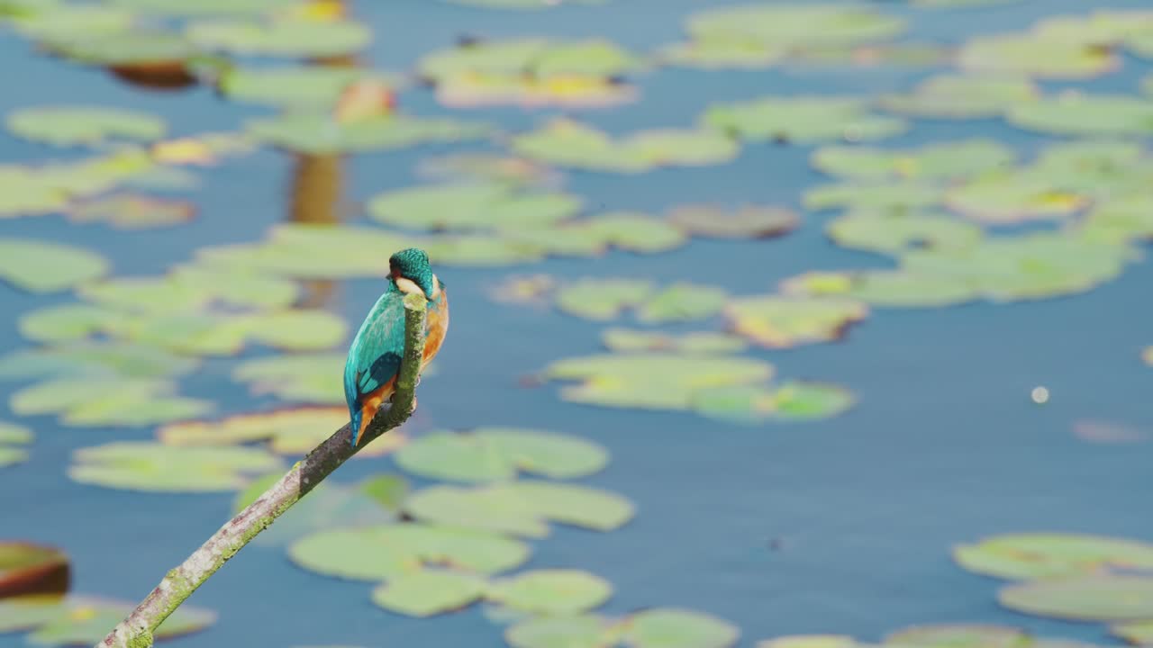 Slow motion view of Kingfisher in Friesland Netherlands perched over pond with lily pads in background looking down and bending neck around