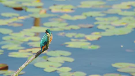 slow motion view of kingfisher in friesland netherlands perched over pond with lily pads in background looking down and bending neck around