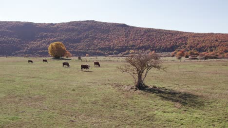 Peaceful-bucolic-day-at-countryside-Croatia-with-cows-grazing-in-field,-aerial