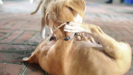 Dos-Cachorros-Marrones-Jugando-En-La-Calle-En-Delhi,-India