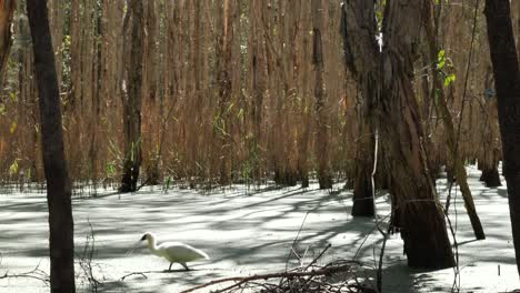 spoonbill foraging in an australian melaleuca tree wetland swamp using its spatulated bill to feed