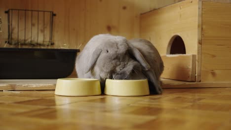 chewing bunnies,lunch time, closeup, fighting over food in uhd