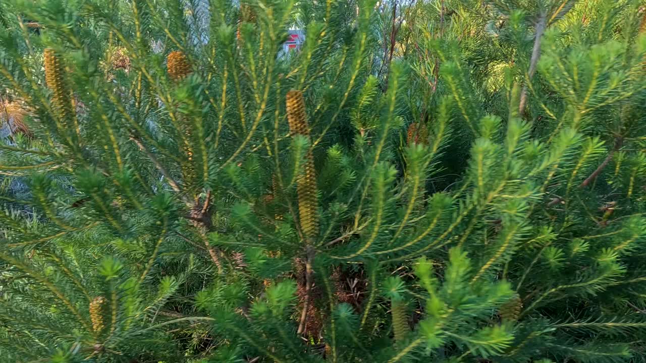 Banksia plant basking in sunlight, Melbourne garden