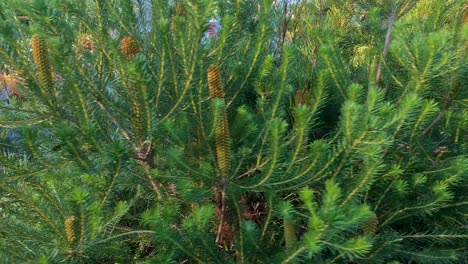 banksia plant basking in sunlight, melbourne garden